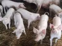 Schweine (Partie, Geschlecht nicht angegeben) — Foto 1