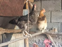Chickens — photo 4
