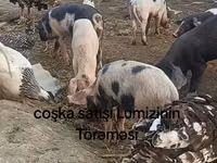 Хряк, Свиньи — фото 1