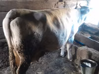 गाय, गोलस्टीन नस्ल — फ़ोटो 1