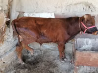 ثور, الماشية — الصورة 3