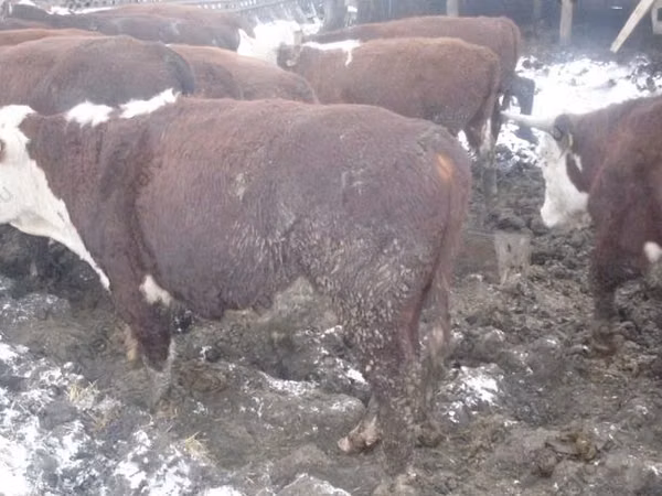 Kuh, Holstein-Rasse