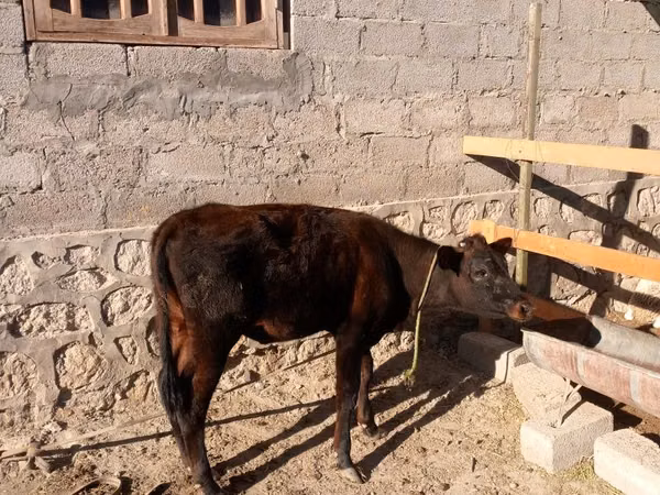 Rinder (Partie, Geschlecht nicht angegeben), Rinder — Usbekistan
