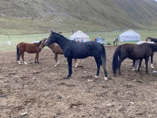 Horse (M), Russian Don
