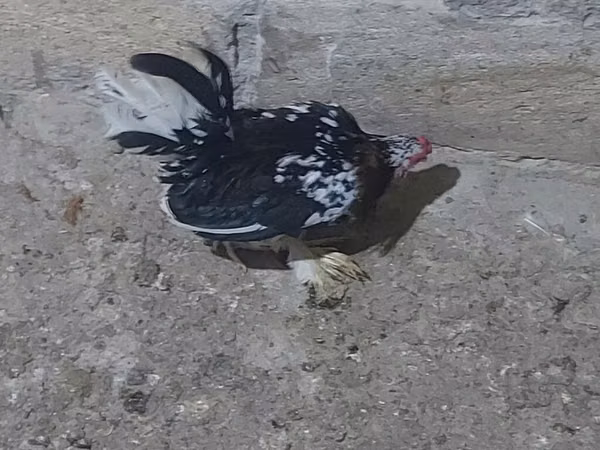 Yapon Bantam