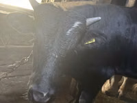 Toro, Ganado vacuno — foto 2