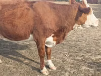 Kuh, Latvian Blue cattle — Foto 3