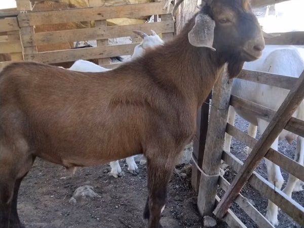 Ziegenbock, Ziegen — Kirgisistan