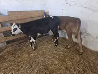 Vaca, Ganado vacuno — foto 2