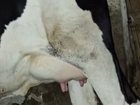 Sigir, Russian Black pied cattle — 3-rasm