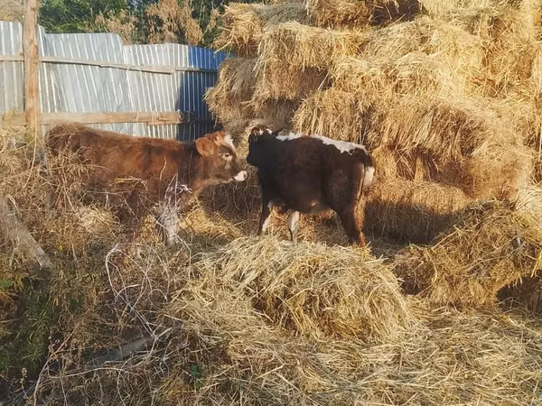 Bulle, Rinder