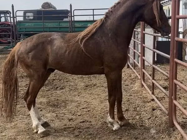 Caballo, Arabian horse