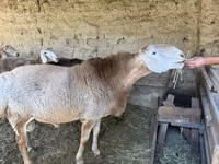 كبش, Hissar sheep — الصورة 2