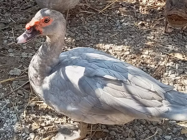 Geese