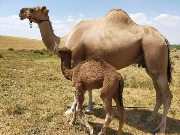 Kamelstute, Kazakh Bactrian camel