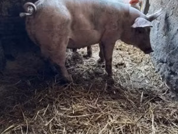 Eber, Schweine