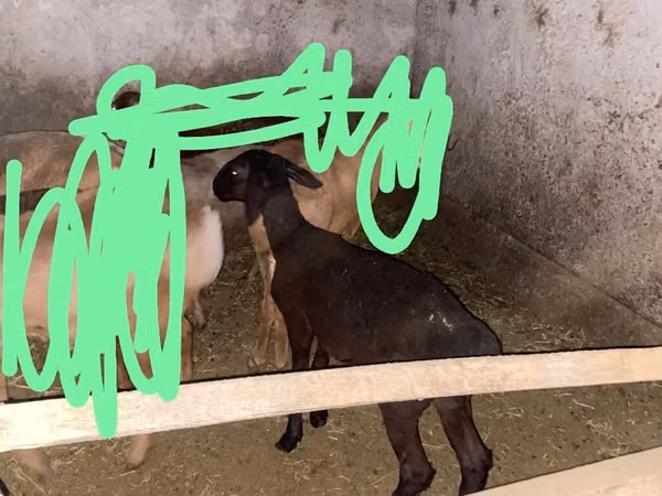Schaf, Edilbay sheep — Kirgisistan
