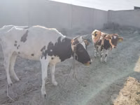 Kuh, Simmental cattle — Foto 2