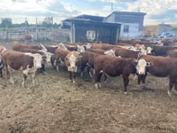 Vaca, Ayrshire — foto 7