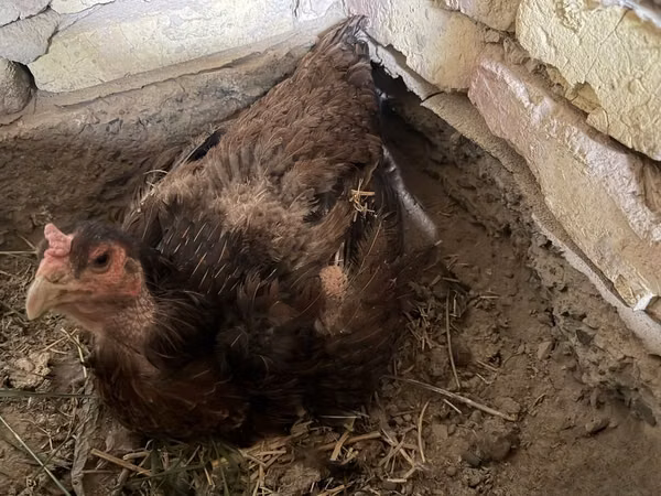 Chickens — أوزبكستان