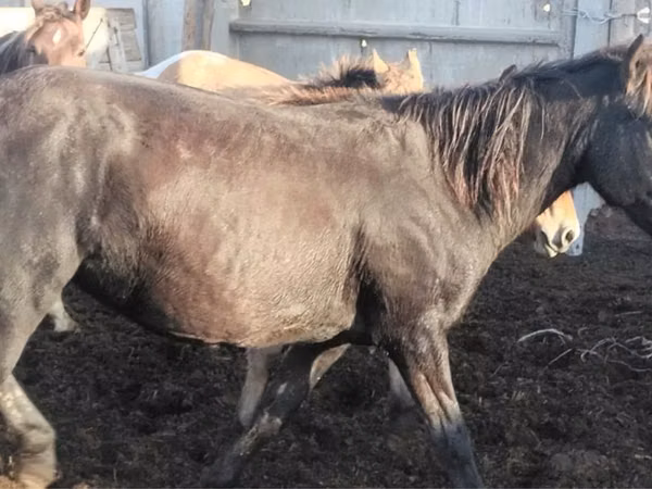 Stute, Kustanai horse