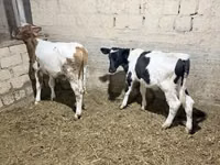 Bulle, Russian Black pied cattle — Foto 3