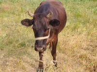 母牛, Cattle — 照片 3
