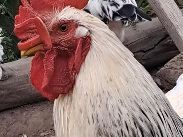 Chickens