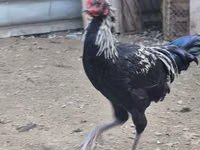 Chickens — Foto 3