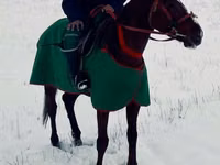 Hengst, Kyrgyz Horse — Foto 3