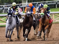 Aygʻir, Thoroughbred horse — 8-rasm