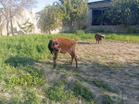 Caballo, Caballos — foto 2