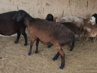 Қой, Arashan sheep — 5-сурет