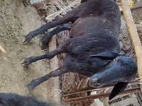 كبش, Blackheaded Persian sheep — الصورة 3