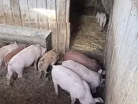 Schweine (Partie, Geschlecht nicht angegeben) — Foto 8