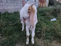 Ziegenbock, Gulabi goats — Foto 2