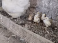 Chickens — الصورة 2