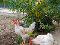 Chickens — foto 3