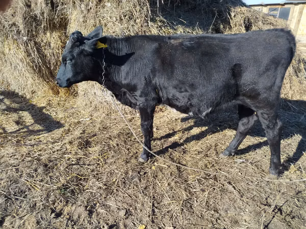 Toro, Raza Holstein