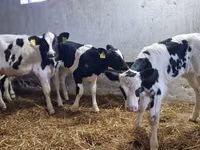 Bulle, Russian Black pied cattle — Foto 2