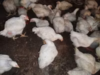 Chickens — foto 5