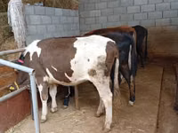 母牛, Russian Black pied cattle — 照片 1
