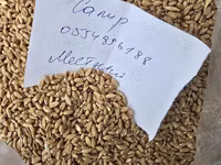 Продаю пшеницу местная в наличии 50тонн оптом цена 18сом только оптом — photo 1