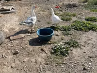 Geese — foto 1