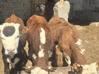 Toro, Vaca kazaja de cabeza blanca — foto 6