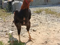 Chickens — Foto 4