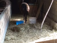 Schaf, Arashan sheep — Foto 3
