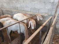 كبش, Hissar sheep — الصورة 2