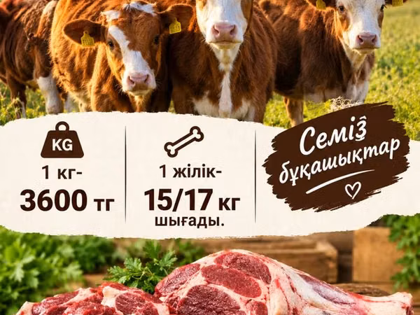 Kuh, Simmental cattle — Kasachstan