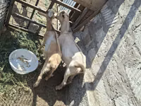 Ziegenbock, Alpine goat — Foto 4